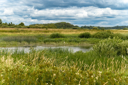 Lush greenery and a still pond under a cloudy skyの写真素材
