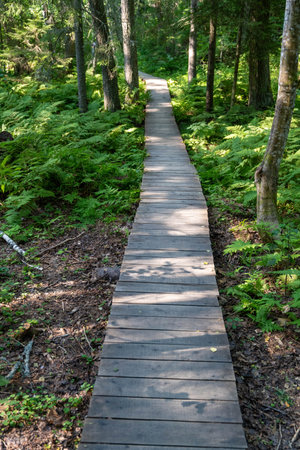 A wooden walkway extends through vibrant ferns in the forestの写真素材