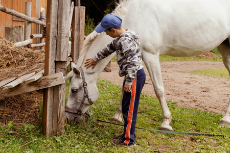 young boy interacting with a majestic white horse on a farmの写真素材