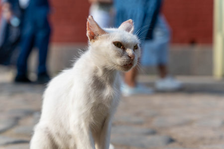 White cat observing its surroundings on a sunny day outdoorsの写真素材