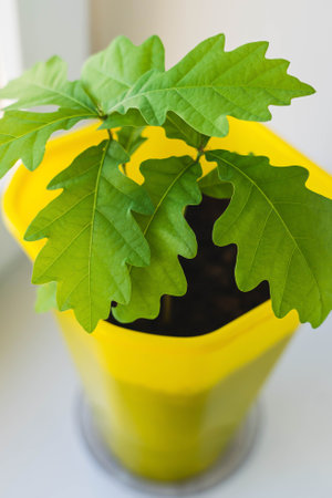 Young oak sapling growing in a yellow pot on a windowsillの写真素材