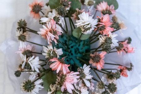 Wilting pink and white daisies in a turquoise vase, a still life capturing fading beautyの写真素材