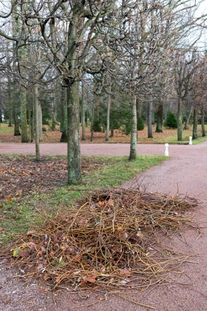 Pile of dry branches and leaves on path in park during autumn seasonの写真素材