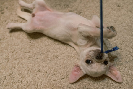 Adorable white chihuahua puppy playfully rolling on a soft carpet while holding a blue rope toyの写真素材