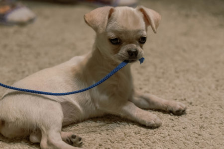 Adorable cream-colored puppy chewing on blue leash while lying on a textured carpetの写真素材
