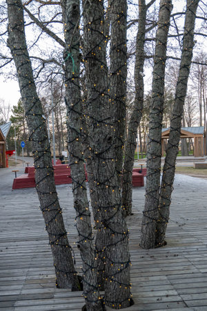 String lights illuminating tree trunks in a public space, creating a warm and inviting atmosphereの写真素材