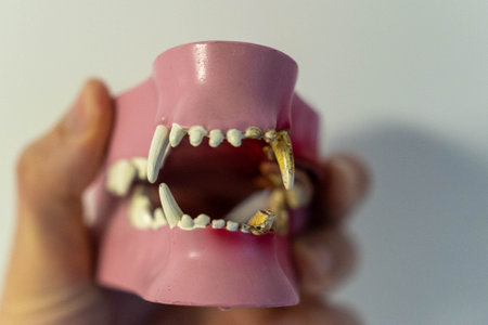 A hand holds a model of a dogs mouth with realistic teeth and gumsの写真素材