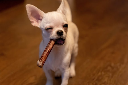 Chihuahua happily holds a chew stick in its mouth while standing.の写真素材