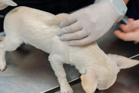 A small dog receives a health check at a veterinary clinicの写真素材