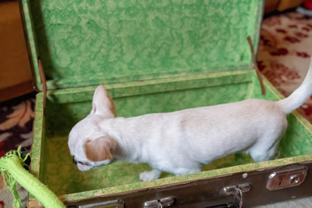 Playful puppy discovers the inside of a vibrant green suitcaseの写真素材