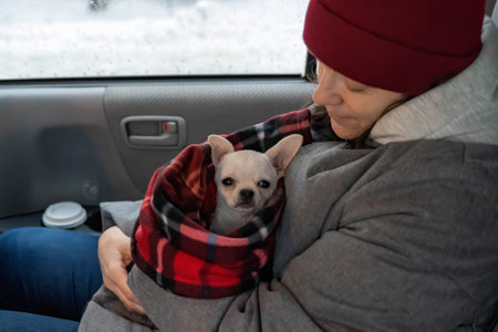 Small dog wrapped warmly in a blanket sits on owners lap in the carの写真素材