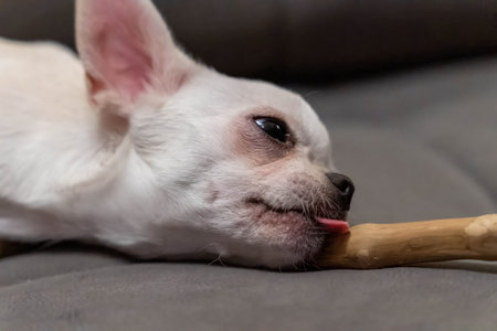 Small dog engages with chew stick while lying comfortablyの写真素材