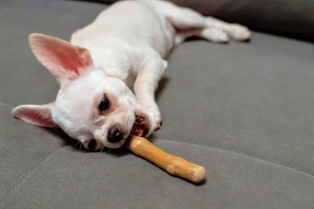Small dog happily chews a bone on a comfortable gray couchの写真素材
