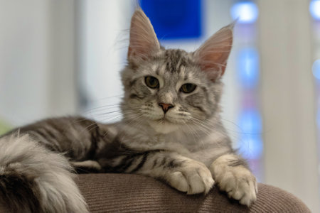 Gray tabby cat relaxes on a soft surface, displaying calm demeanor.の写真素材