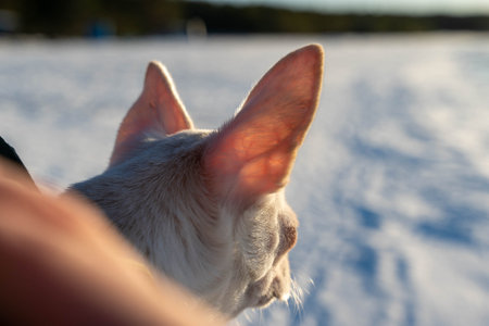 Small white dog enjoying winter walk in snowy landscapeの写真素材