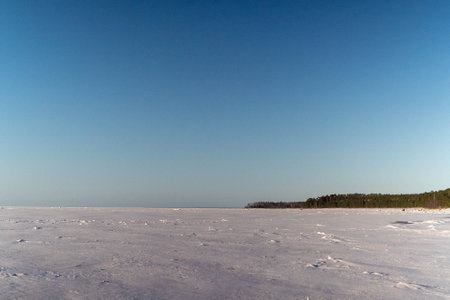 Frozen sea meeting pine forest under clear blue sky in winterの写真素材
