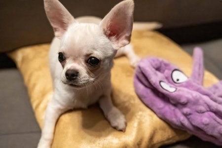 White chihuahua puppy resting on golden pillow with purple plush toyの写真素材