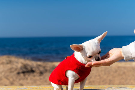 Small white chihuahua dog wearing red clothes sniffing owners hand at beachの写真素材