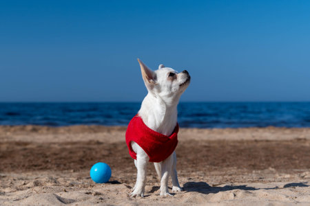 Small white chihuahua dog wearing red clothes standing on a sandy beachの写真素材