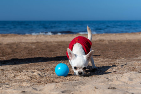 White chihuahua dog wearing red clothes playing with blue ball on beachの写真素材