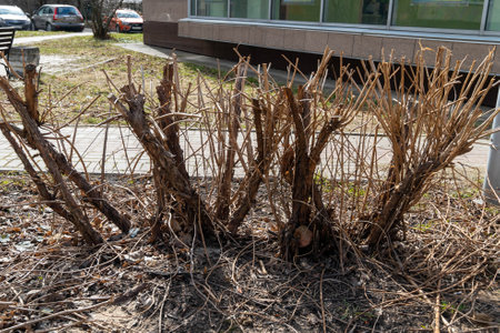Withered bush branches showing signs of neglect in urban settingの写真素材