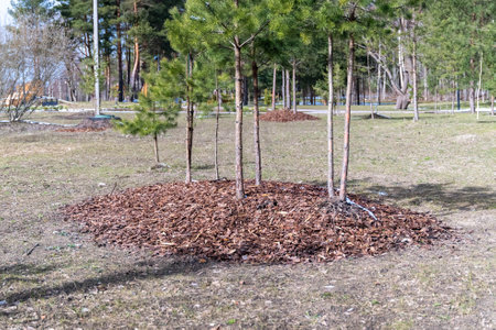 Decorative wood chips protecting trees in city parkの写真素材