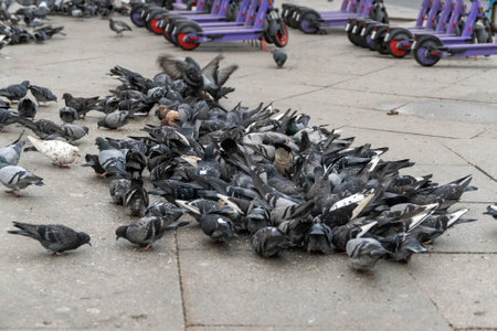 City pigeons feeding on the ground near electric scootersの写真素材