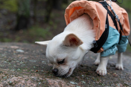 Small white chihuahua dog sniffing rock wearing clothes in forestの写真素材