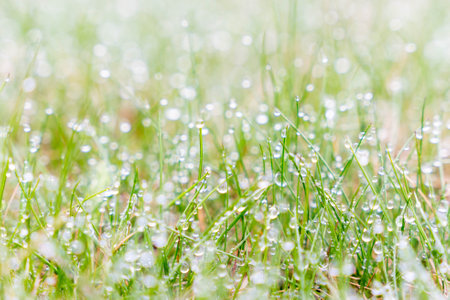 Fresh green grass covered with sparkling morning dew dropsの写真素材