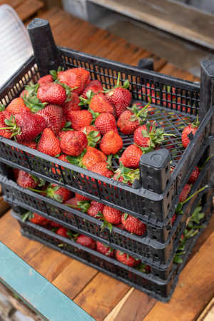 Fresh strawberries packed in crates at farmers market displaying vibrant red colorの写真素材