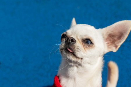 White chihuahua puppy with red clothes sticking out tongue on blue backgroundの写真素材