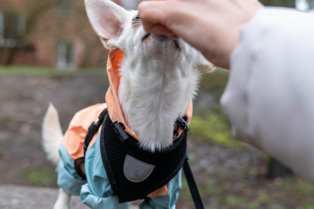 White dog wearing raincoat getting treat outdoorsの写真素材