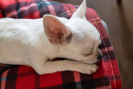White chihuahua puppy sleeping peacefully on red plaid blanketの写真素材