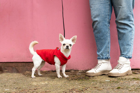 Small white chihuahua dog wearing red clothes standing near owner legsの写真素材
