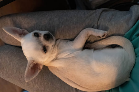 Small white chihuahua relaxing on persons lapの写真素材