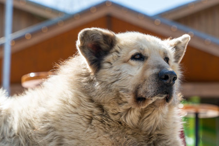 Fluffy dog enjoying sunlight in front of wooden buildingの写真素材
