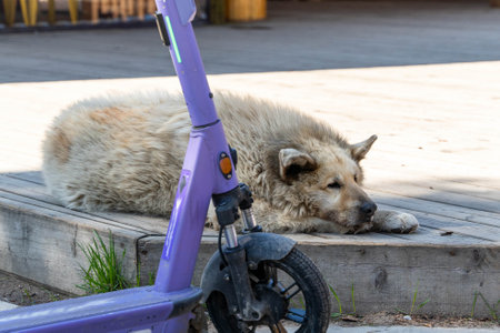 Large shaggy dog relaxing near an electric scooter on a wooden deckの写真素材