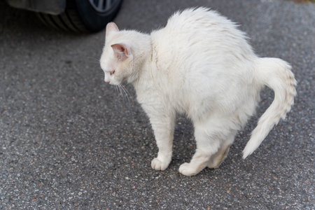 White cat arching its back on asphalt roadの写真素材