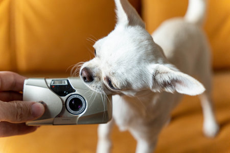 Curious chihuahua dog sniffing a compact camera on sofaの写真素材