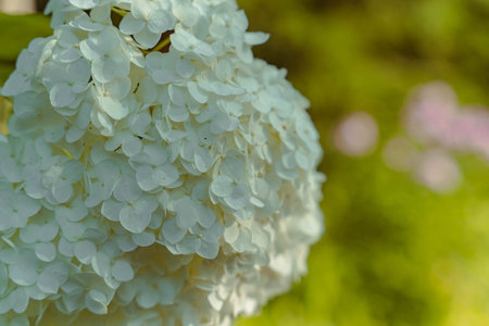 White hydrangea flowers blooming in garden with blurred background