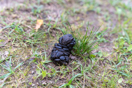 Fresh dog excrement lying on green grass in public park