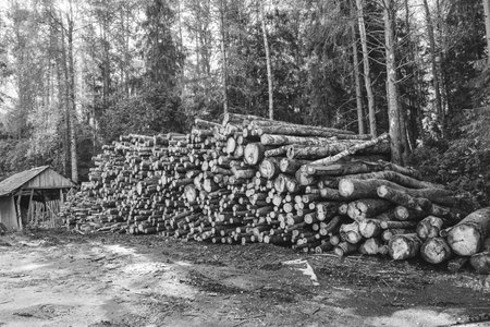 Stacked logs in a forest clearing, showcasing the natural textures of wood, surrounded by trees and...