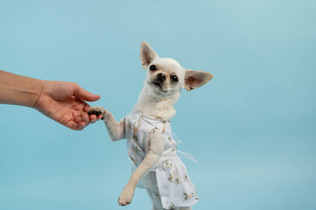 Small white dog wearing a cute dress is playfully reaching out its paw to a human hand against a soft blue background, showcasing a joyful interaction between pet and ownerの写真素材