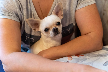 Small dog sits in the lap of a person at home while they relax togetherの写真素材