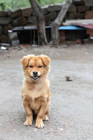 Obedient Chinese Puppyの写真素材
