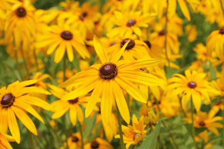 Beautiful Chinese Flowerの写真素材
