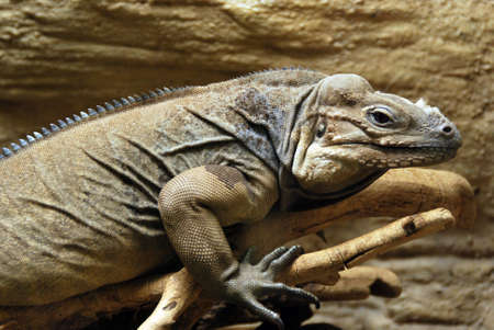 Cuban Iguanaの写真素材