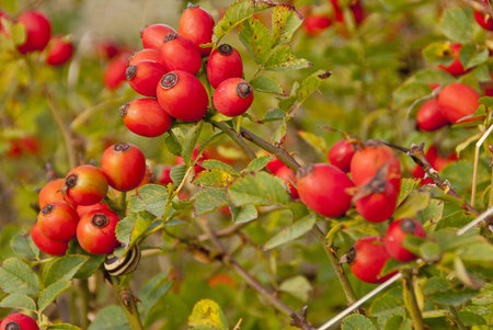 Rose Hip