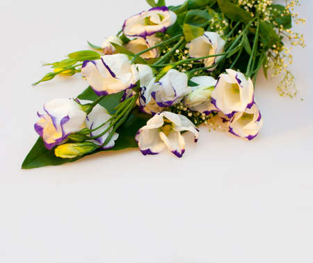 Eustoma / Lisianthus Flowersの写真素材