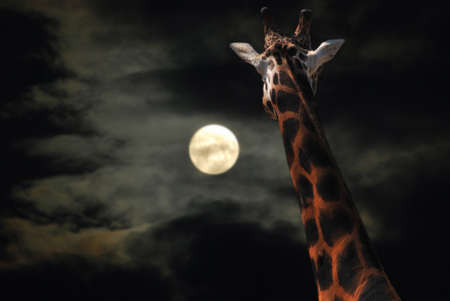 Giraffe in the Night Staring at the Moonの写真素材